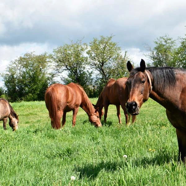 Pension pour chevaux à Antoingt, Puy-de-Dôme